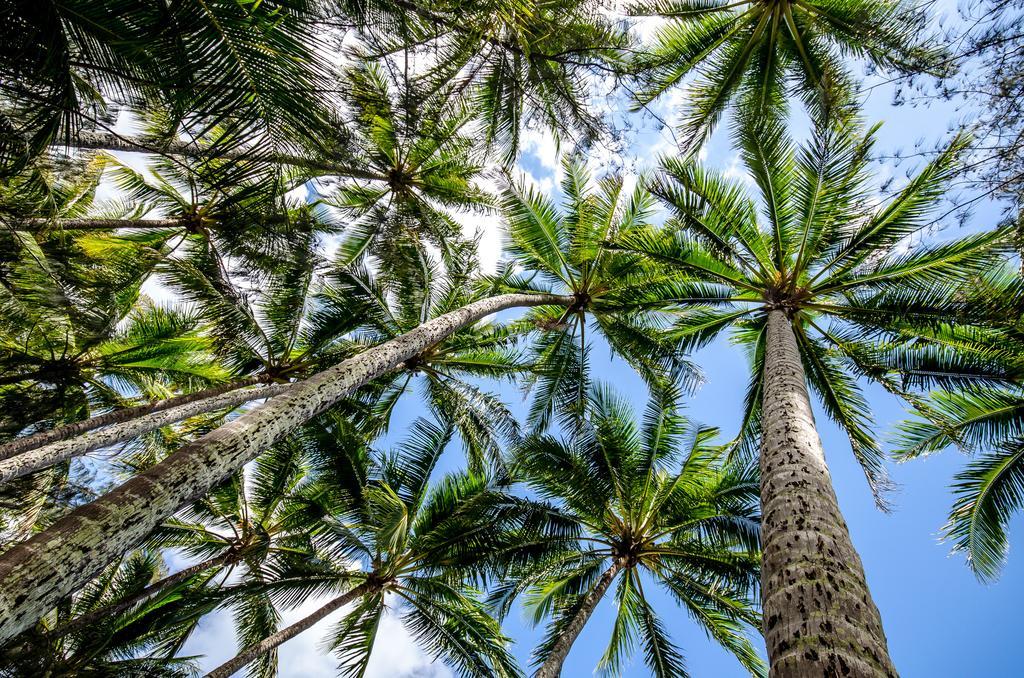 Cairns Beaches Flashpackers Palm Cove Buitenkant foto