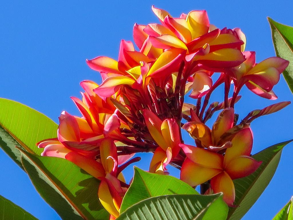Cairns Beaches Flashpackers Palm Cove Buitenkant foto